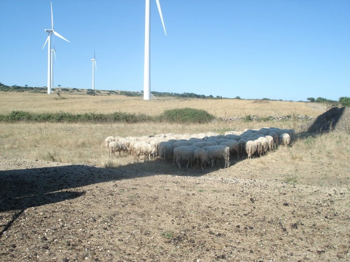 Pecore sfruttano l'ombra di una turbina eolica in una giornata torrida in Sardegna.